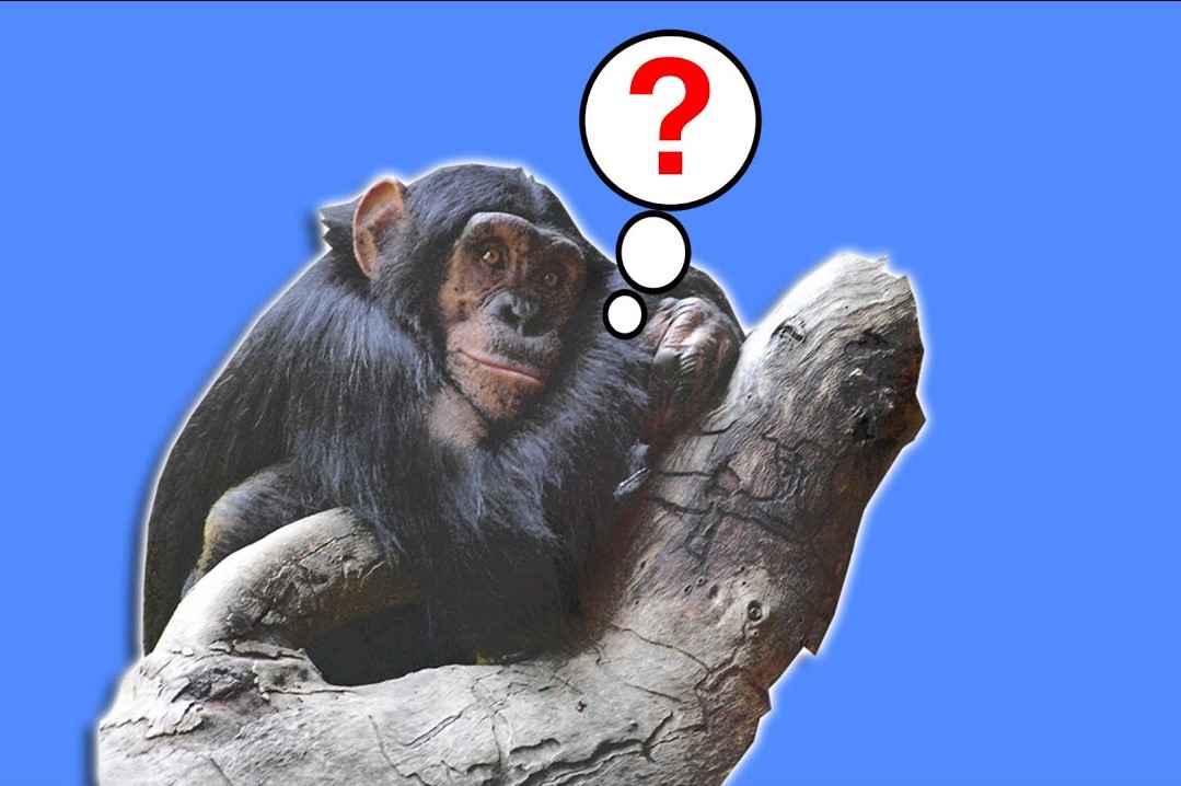 monkey